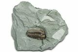 Long Prone Flexicalymene Trilobite - Indiana #325805-1